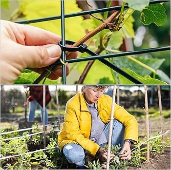 Green nylon cable ties fastening plant stems to wire fence gardening outdoor use